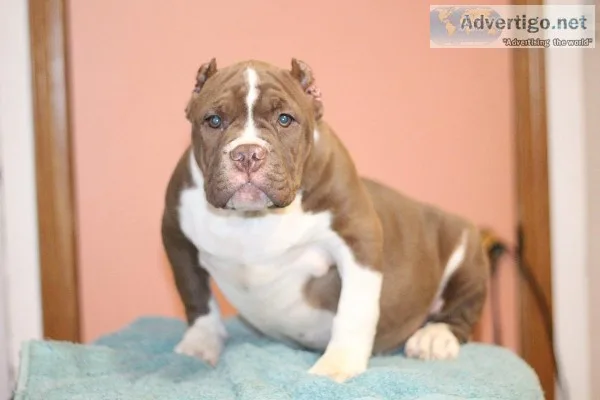 American bully