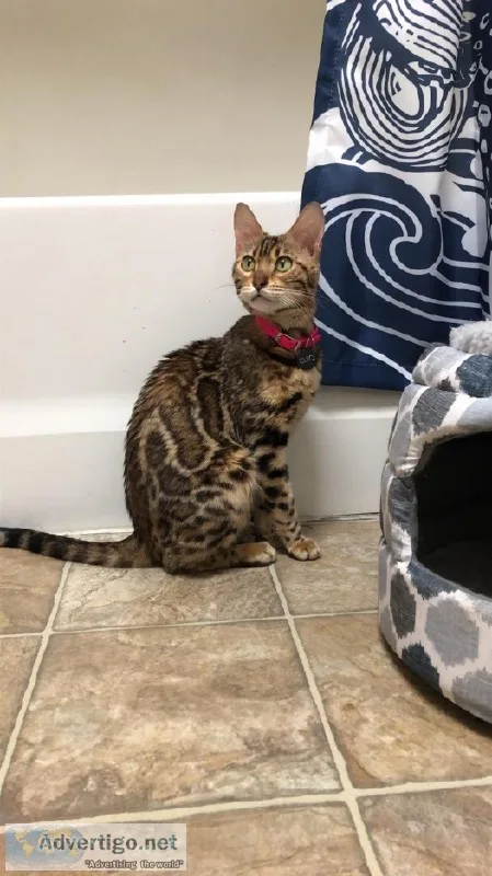 Female Bengal Cat for sale