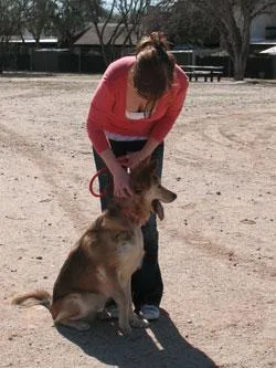Cognitive Dog Training