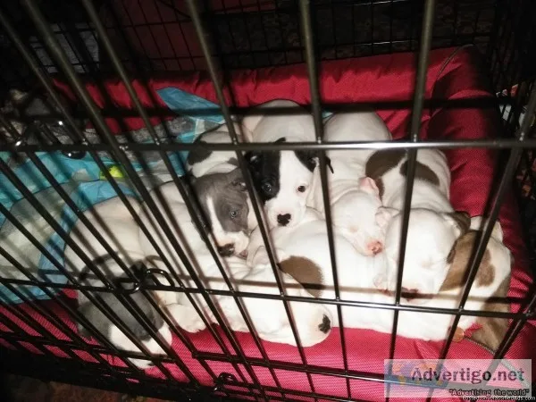 Puppies in need of loving home