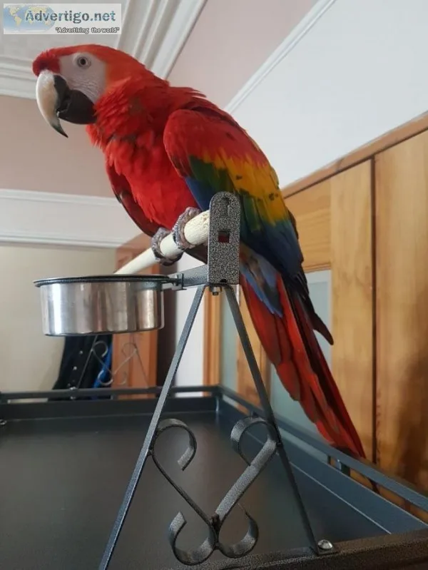 beautiful Scarlet Macaw