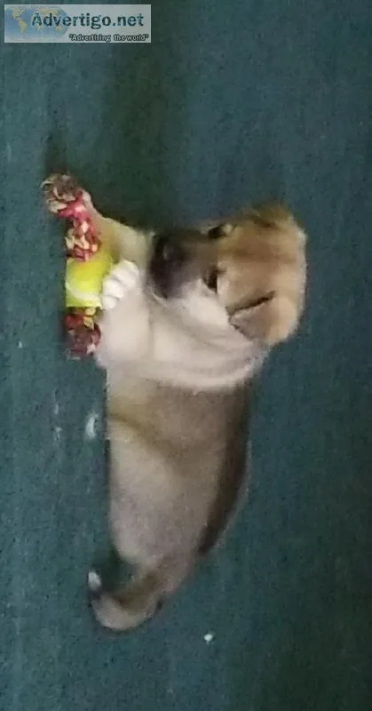 Hybrid Male Puppy