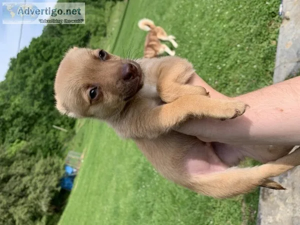 Cute  pomchi puppy