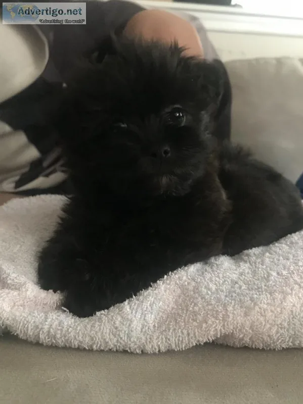 YorkieShih Tzu