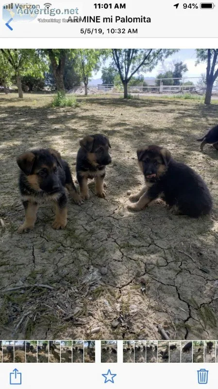 AKC GERMAN SHEPHERD PUPPIES
