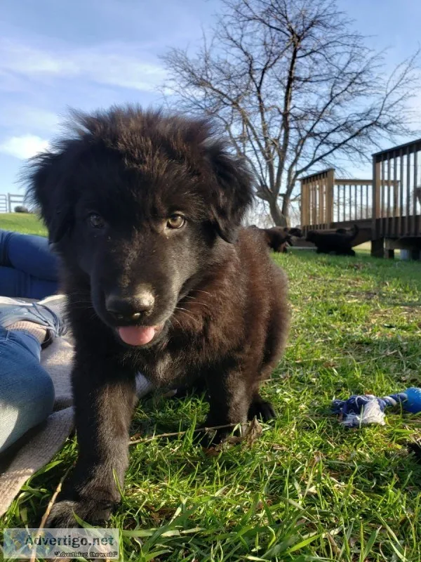 AKC German Shepherd Puppies