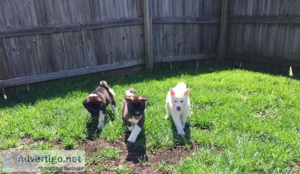 American Akitas