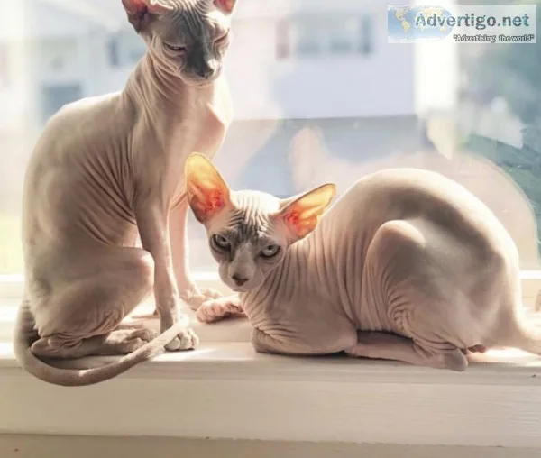 Sphynx Cats
