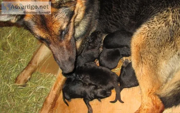 German Shepherd Puppies