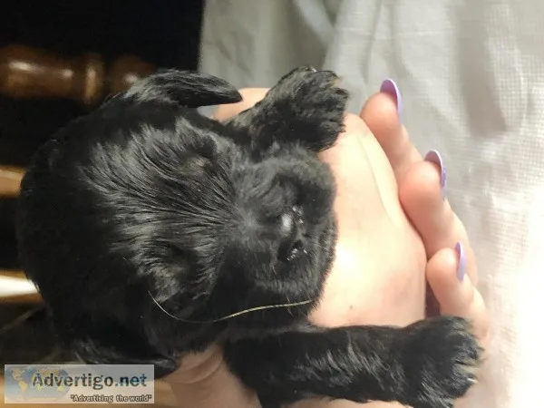 Cocker Spaniel Puppy&rsquos