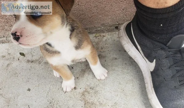 Puppies pitskies