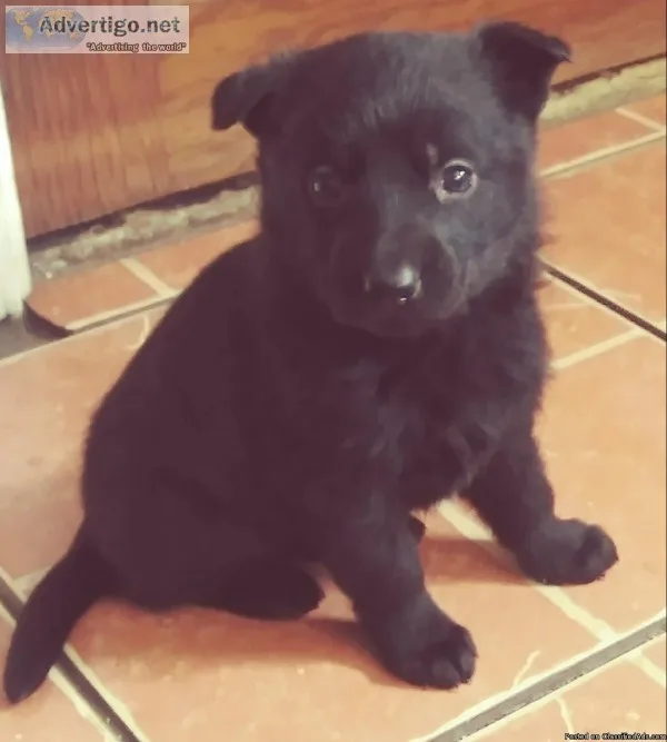 Black German shepherd puppys