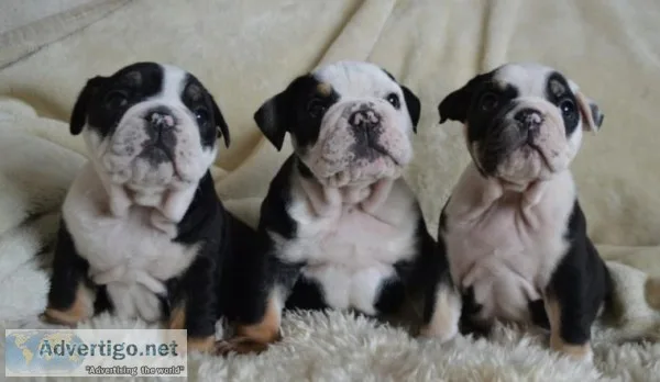 Last 3 English Bulldog Babies