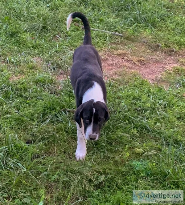 Great Dane St.Bernard mix