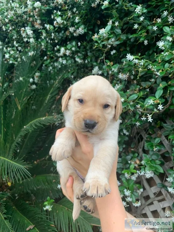 Beautiful AKC Labrador Pups