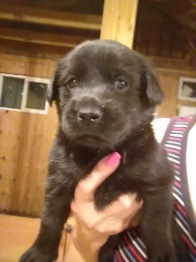 AKC Black Lab Pups