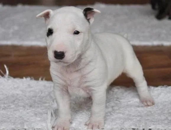 cute English Bull Terrier Pups