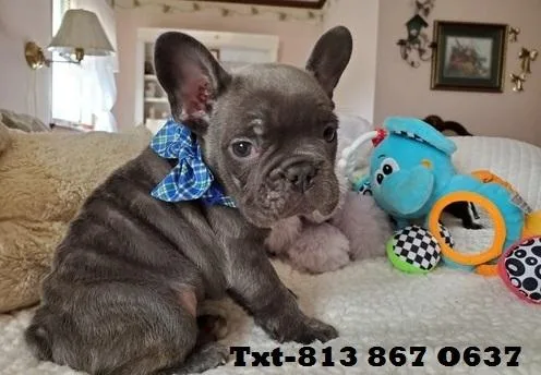 French bulldog Puppies To Good Homes 