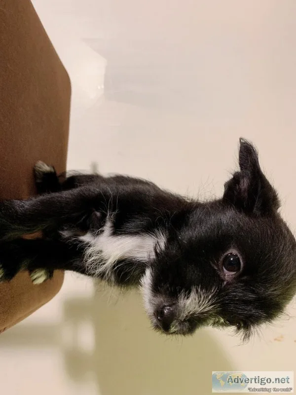5 cute puppies