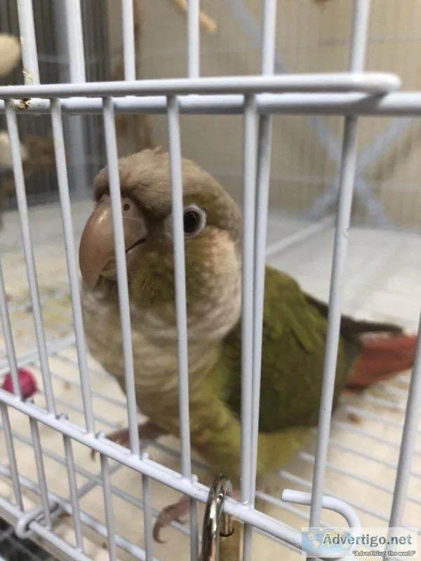 Cinnamon and Pineapple Breeders Pair