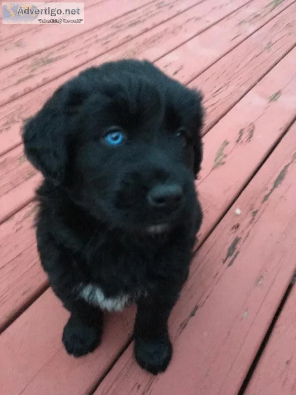 Siberian HuskyGolden Retriever puppy for sale &ldquoAurora&rdquo