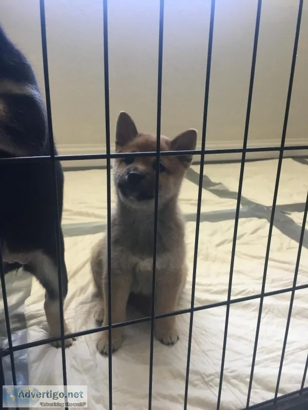 Shibainu puppies