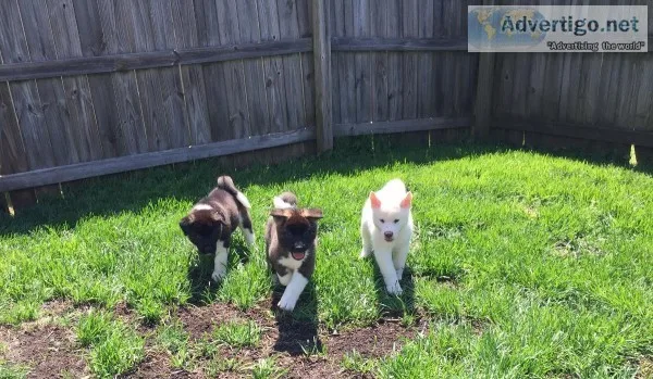Lovely puppies for sale