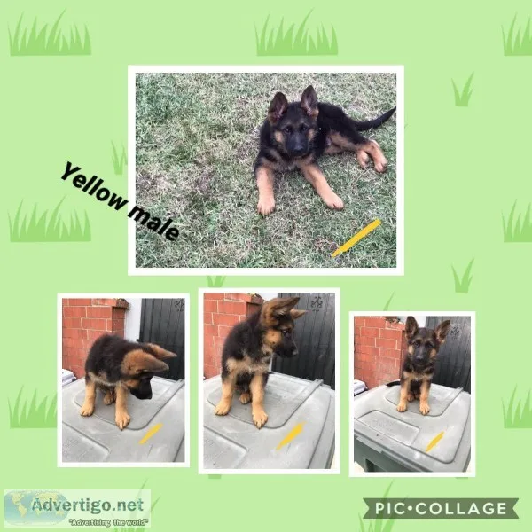 AKC German Shepherd pups