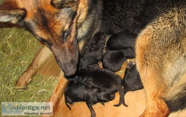 German Shepherd Puppies
