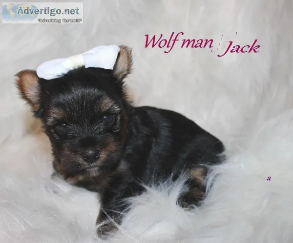 wolfman Jack