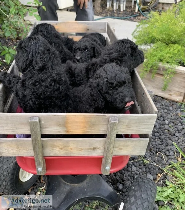 AKC Standard Poodle Puppies