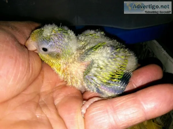 Green Opaline Quaker