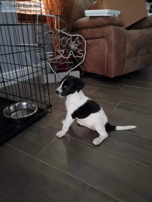 Mix Labradoodle puppies for sale