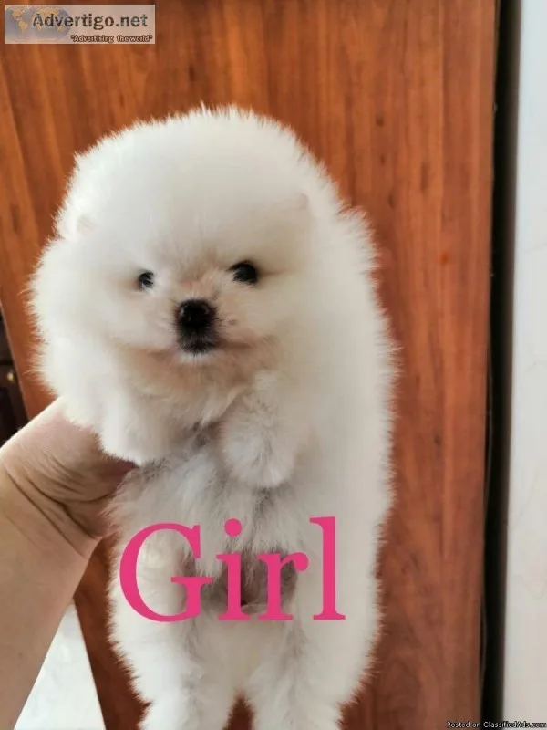 Registered Pomeranian Puppies