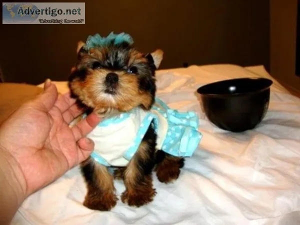 okosisi  Yorkshire terrier