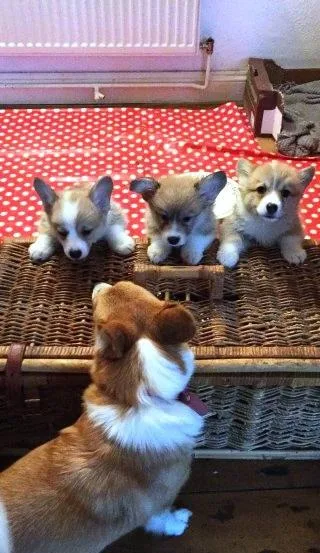 Purebred litter Pembroke corgis
