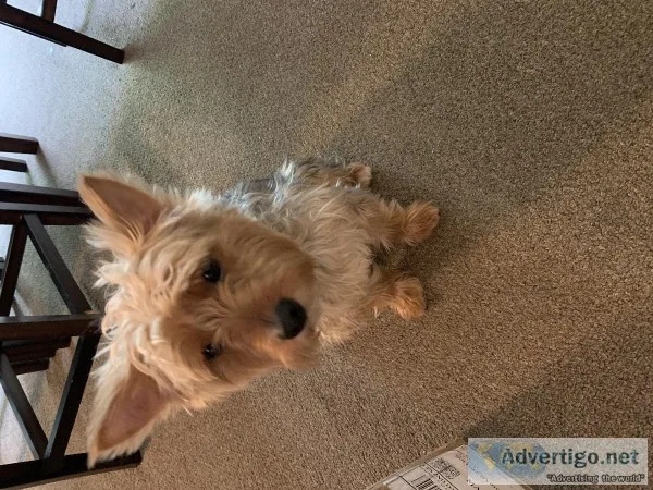 Yorky male dog