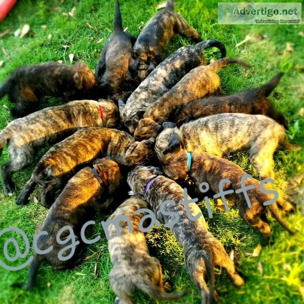 Mastiff puppies AKC