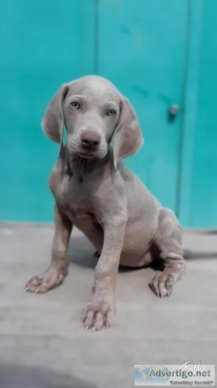 Weimaraner puppies