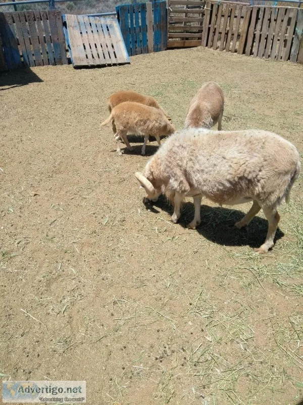 Katahdin hair sheep