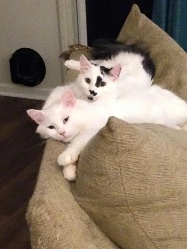 Need to rehome ASAP