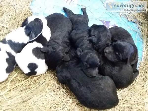 Puddle cross puppies