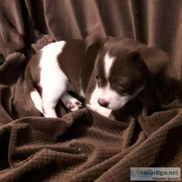 Small breed pups