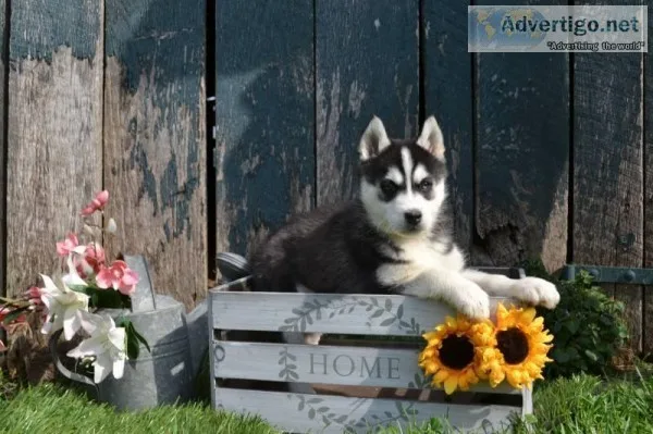 Storm Female Siberian Husky
