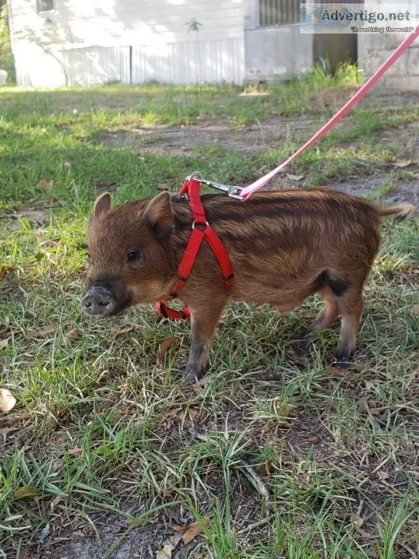 Mini pig