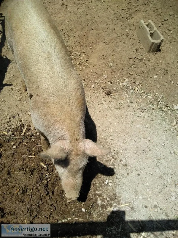 Sowfemale pig
