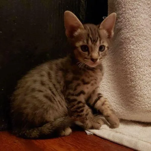 (TICA) Savannah Kittens