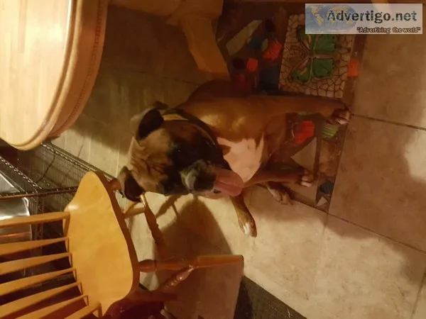 Boxer puppies