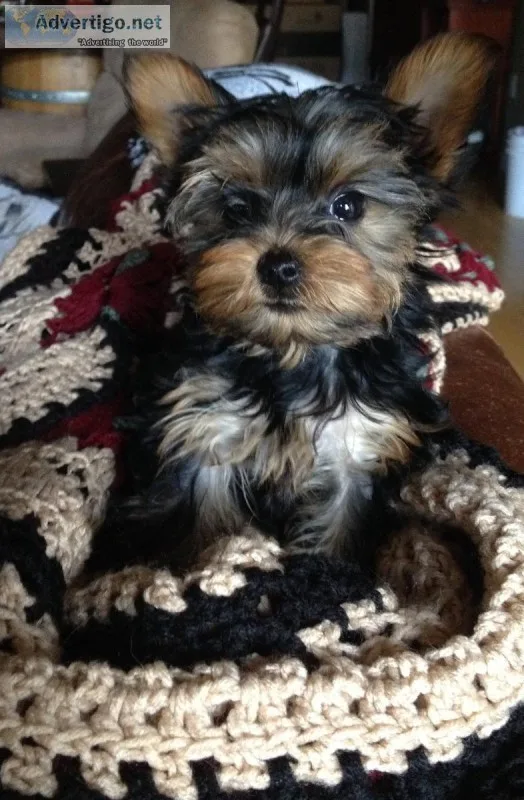 Yorkshire Terrier Puppies