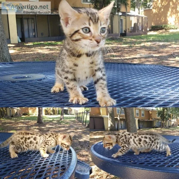 Bengal kittens